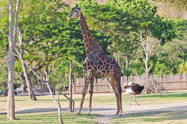 Giraff i ett zoo — Stockfoto