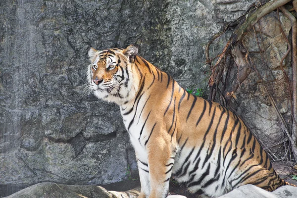 Tigre siberiano em um zoológico — Fotografia de Stock