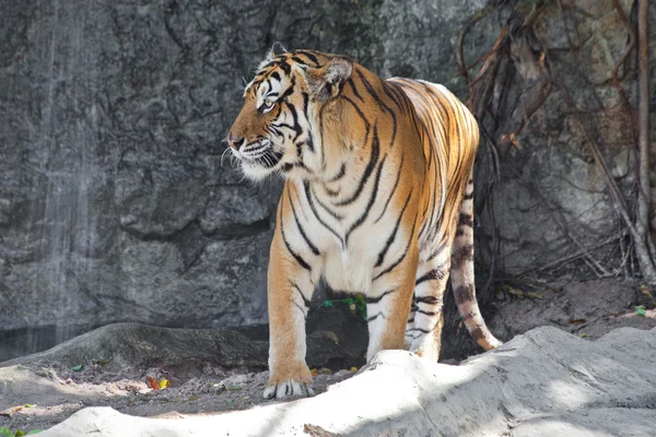 Sibirischer Tiger im Zoo — Stockfoto