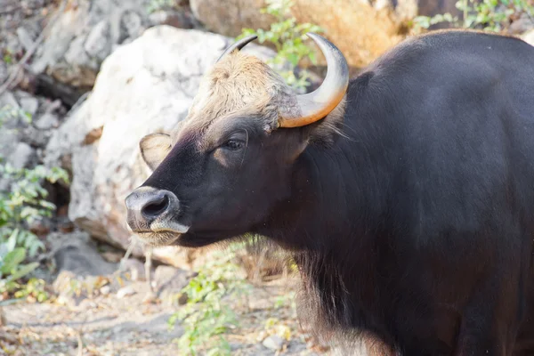 Gaur or Seladaing — Stock Photo, Image