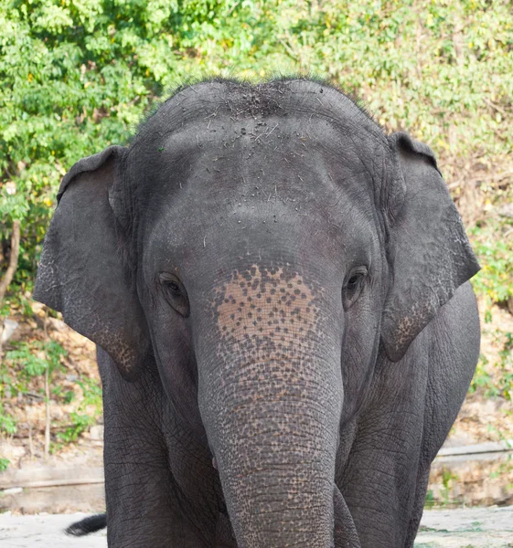 Elefante en un zoológico —  Fotos de Stock