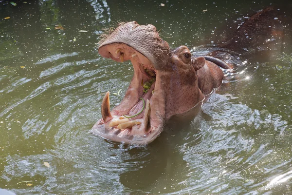 Hipopótamo em um zoológico — Fotografia de Stock