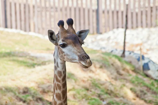 Porträt einer neugierigen Giraffe — Stockfoto