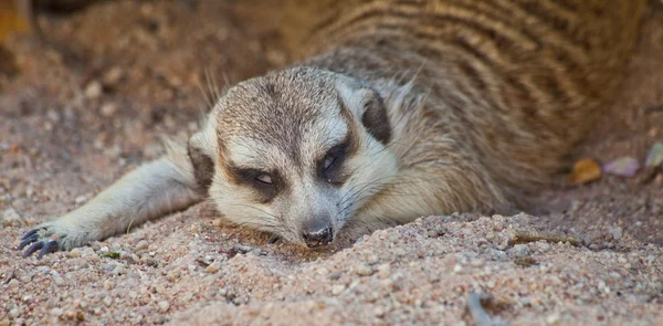 Meerkat. — Fotografia de Stock