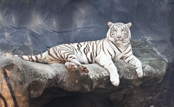 TIGER BRANCO em uma rocha no zoológico — Fotografia de Stock