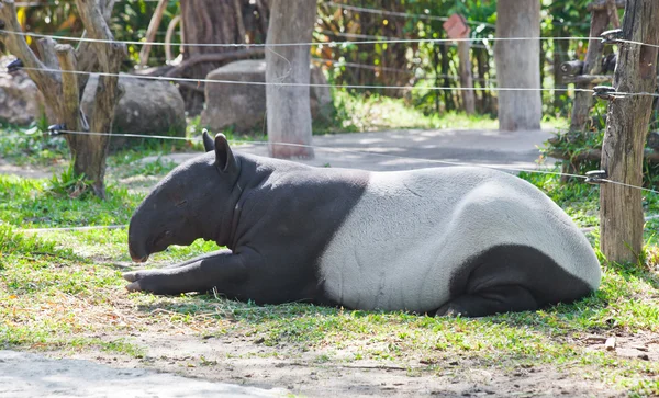 Anta malaia (tapirus indicus ) — Fotografia de Stock