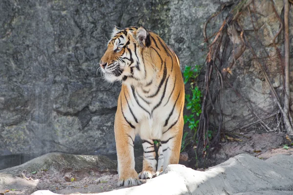 動物園のシベリアトラを閉じる — ストック写真