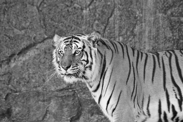 Feche o tigre siberiano em um zoológico em preto e branco — Fotografia de Stock