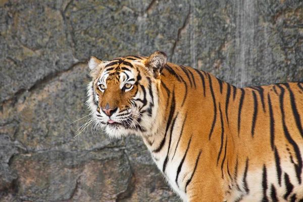 Közelről szibériai tigris az állatkertben — Stock Fotó