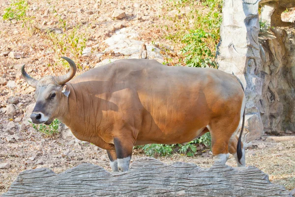 Banteng 또는 레드 불 — 스톡 사진