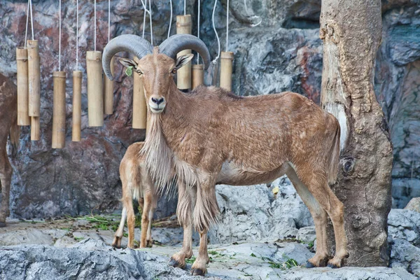 Moutons de Barbarie — Photo