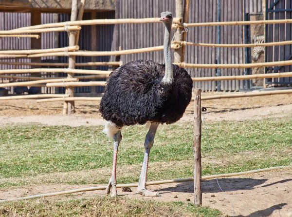 Ostrich in a zoo — Stock Photo, Image