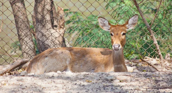 Eldss Deer — Stockfoto