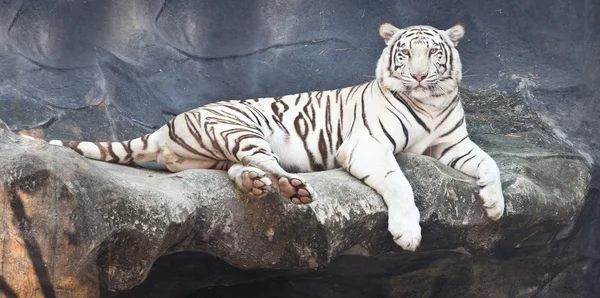 Weißer Tiger auf einem Felsen im Zoo — Stockfoto