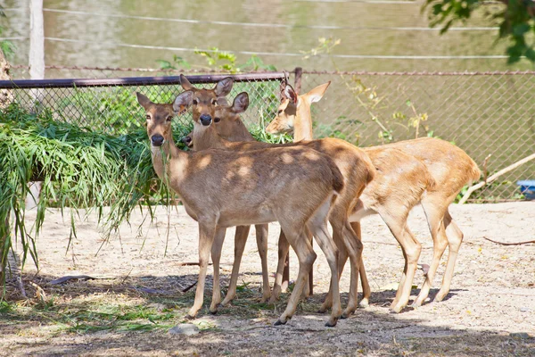 Cervo di Eld — Foto Stock