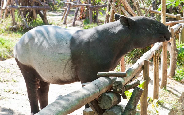 Malaya tapiri (tapirus indicus) — Stok fotoğraf