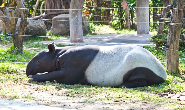 Malaj tapir (tapirus indicus) — Stockfoto