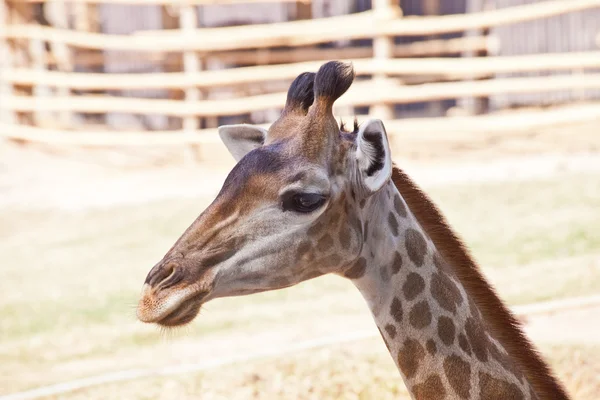 Porträt einer neugierigen Giraffe — Stockfoto