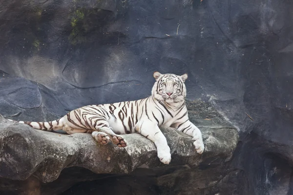 TIGER BRANCO em uma rocha no zoológico — Fotografia de Stock