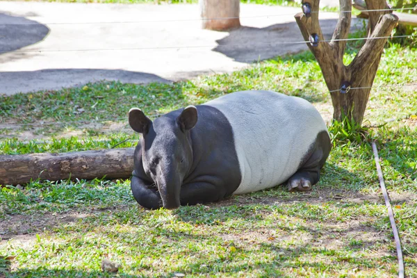 Malaj tapir (tapirus indicus) — Stockfoto