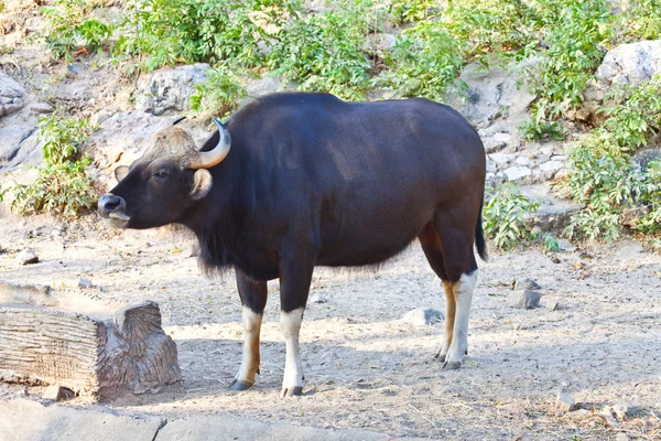 Gaur lub seladaing — Zdjęcie stockowe