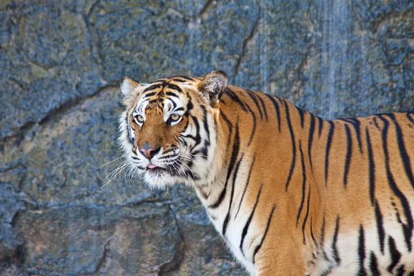 Sibirischer Tiger aus nächster Nähe im Zoo — Stockfoto