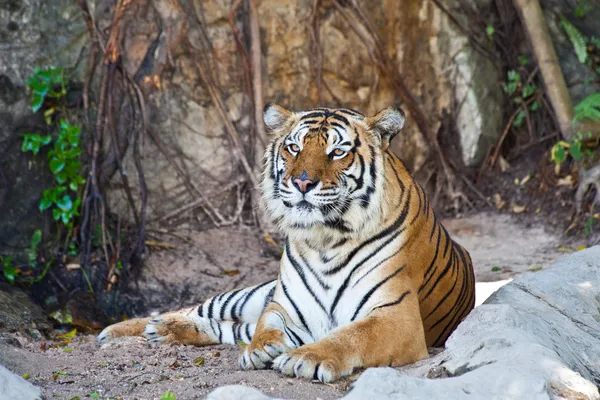 Tigre siberiana che riposa in uno zoo — Foto Stock