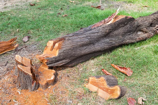 Träd skära ner — Stockfoto