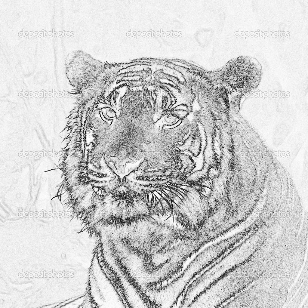 Siberian Tiger drawing