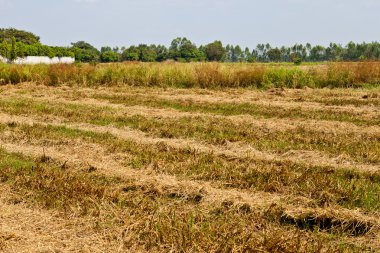 hazırlanan pirinç alan Tayland