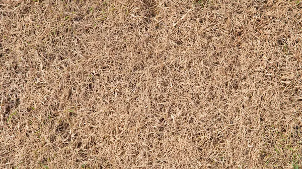 Hierba seca — Foto de Stock