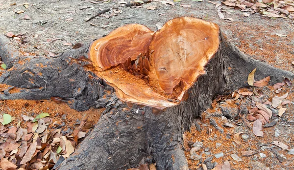 Trozo de un árbol recién cortado rodeado de serrín —  Fotos de Stock