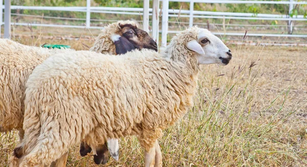 एका शेतात मेंढी — स्टॉक फोटो, इमेज