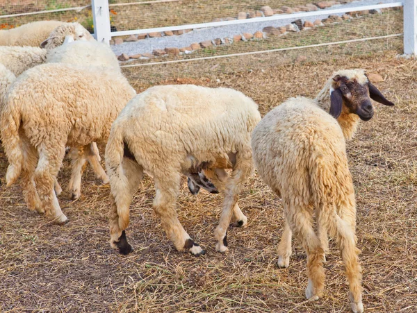 Moutons dans une ferme — Photo