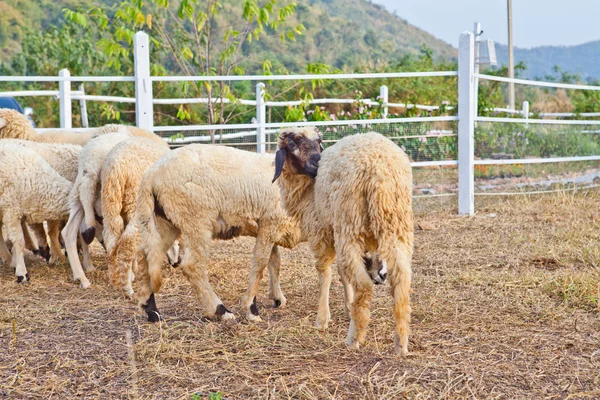 Moutons dans une ferme — Photo