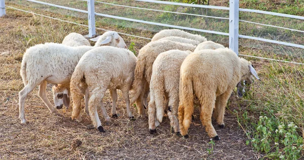 Ovelhas em uma fazenda — Fotografia de Stock