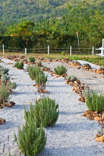 Lavendel blommor i trädgården — Stockfoto