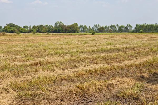 Підготовлені рисові поля в Таїланді — стокове фото