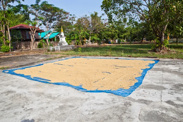 Secado de cáscara de arroz para reducir la humedad —  Fotos de Stock