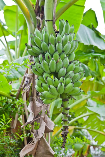 Groene banaan op een boom — Stockfoto