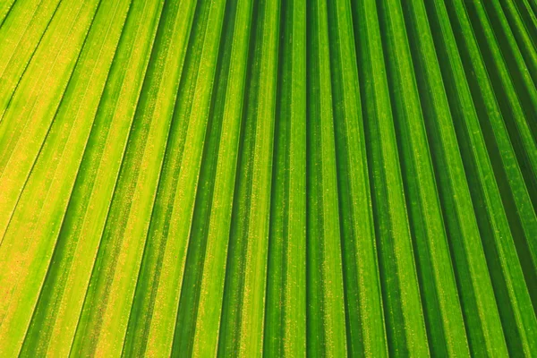 緑の葉の背景 — ストック写真