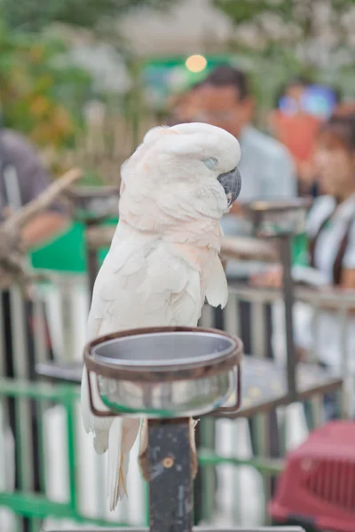 Белый попугай спит — стоковое фото