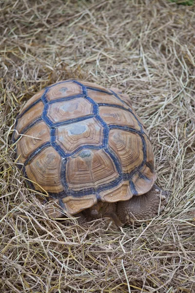 Żółw na suchej trawy — Zdjęcie stockowe