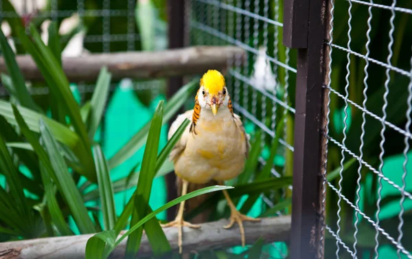 Goudfazant (chrysolophus pictus) in kooi — Stockfoto