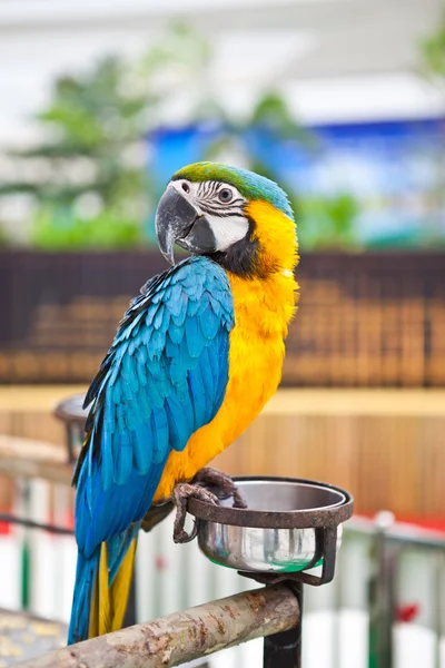 Arara azul e amarela — Fotografia de Stock