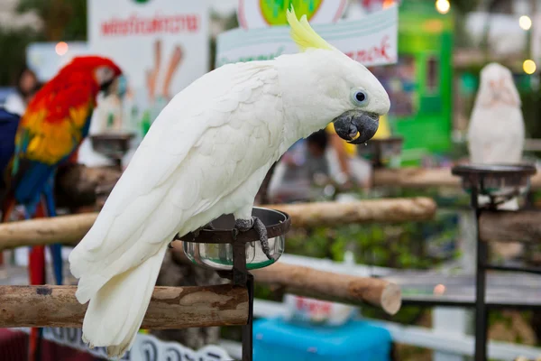 Žlutá chocholatý kakadu (Cacatua sulphurea) — Stock fotografie