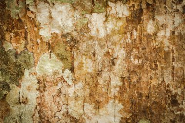 Ağaç kabuğu dokusu