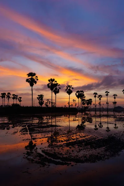 Tayland Pathumthani Ilinde Gün Doğumundan Önce Alacakaranlık Sırasında Şeker Palmiye — Stok fotoğraf