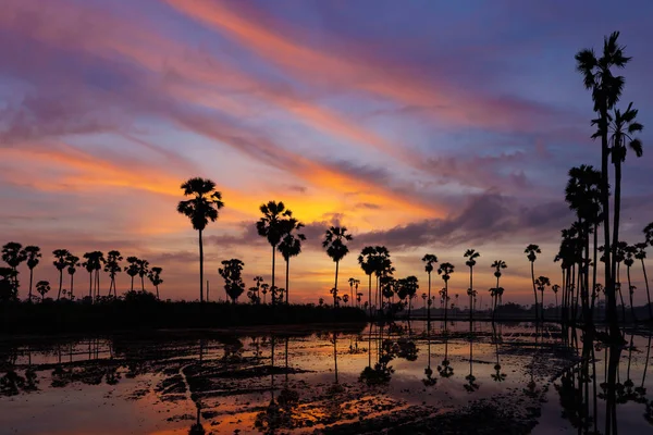 Панорама Силуэта Сахарных Пальм Сумерках Перед Восходом Солнца Провинции Патумтхани — стоковое фото