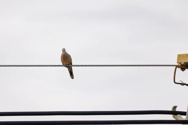 Pájaro Paloma Javanés Posado Sobre Cable Sobre Fondo Blanco —  Fotos de Stock